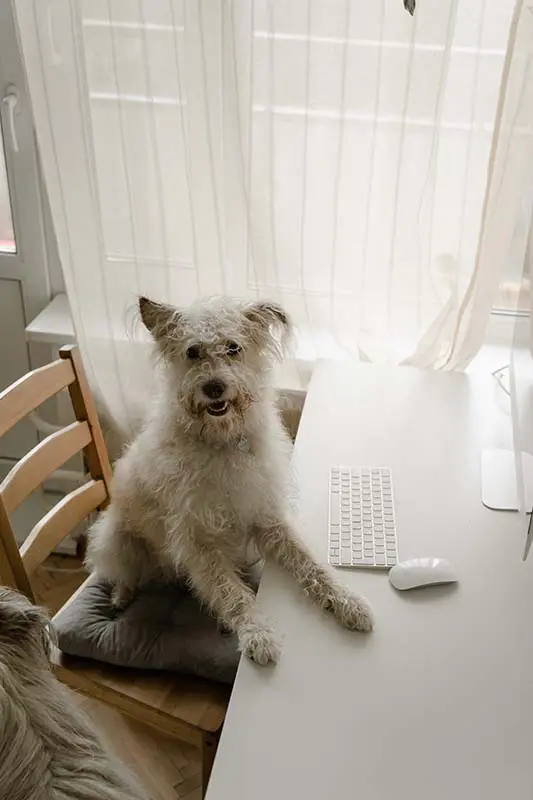 Fluffy white dog with paws on a desk.