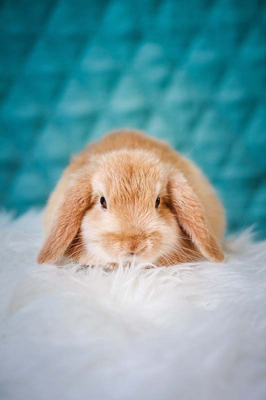 Orange fluffy rabbit sitting on a rug.