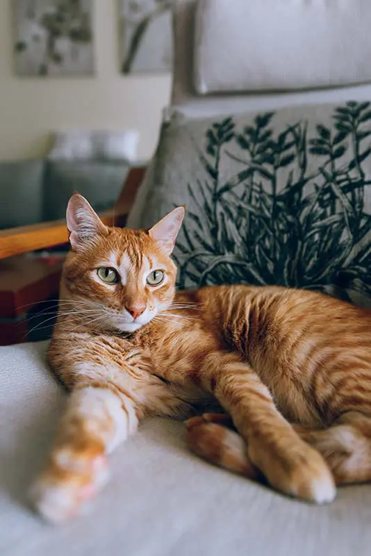 Orange cat laying on a chair.