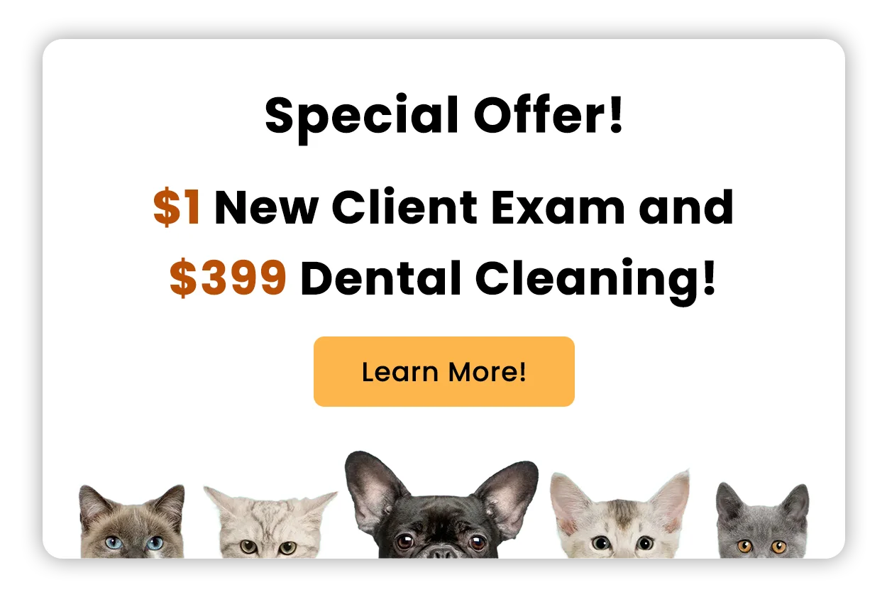 $1 New Client Exam and $399 Dental Cleaning!