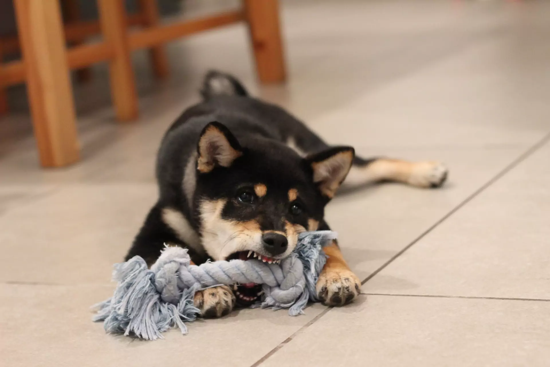 dog with black and brown fur chewing on a grey rope toy